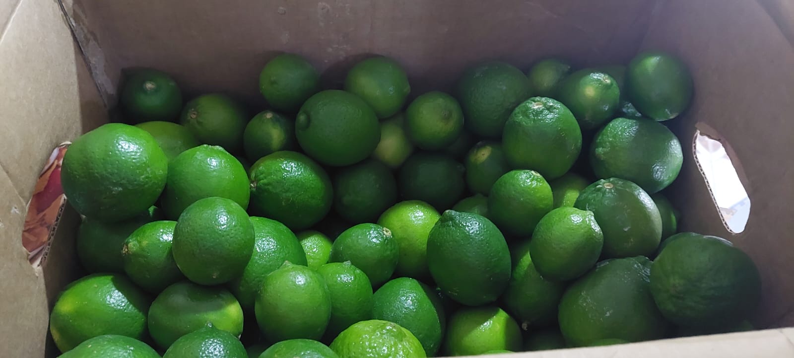 Lemon  Persian - Exportadora Y Distribuidora Tikvah